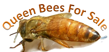 Queen Bees